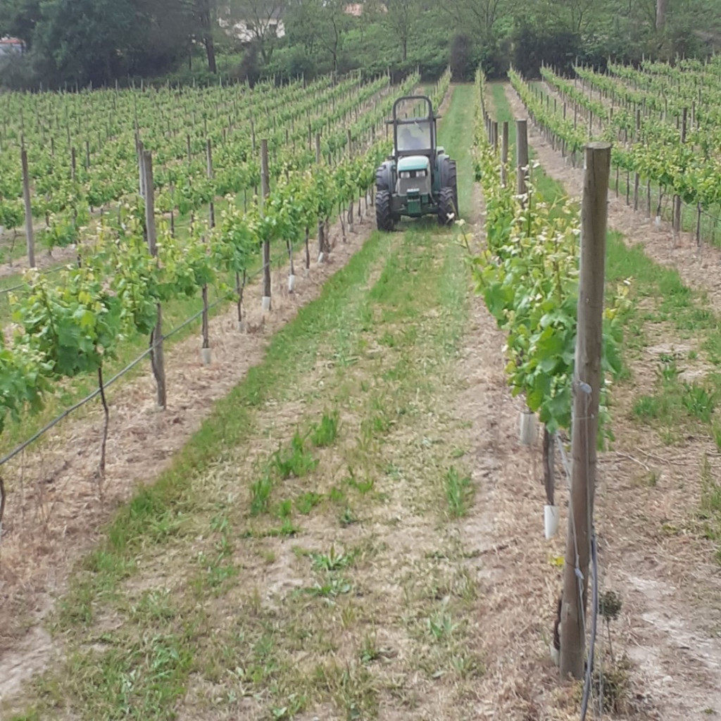 Vinhos do Abade