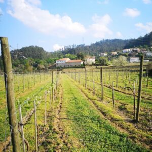 Vinhas de Cypriano