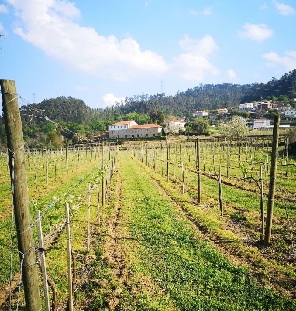 Vinhas de Cypriano