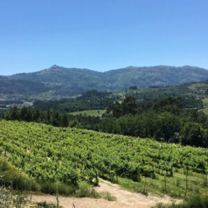 Domingos Campos Dias (Quinta dos Borralhais)