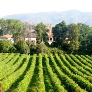 Simão Pedro Vasconcelos Bacelar de Aguiã (Quinta de Aguiã)